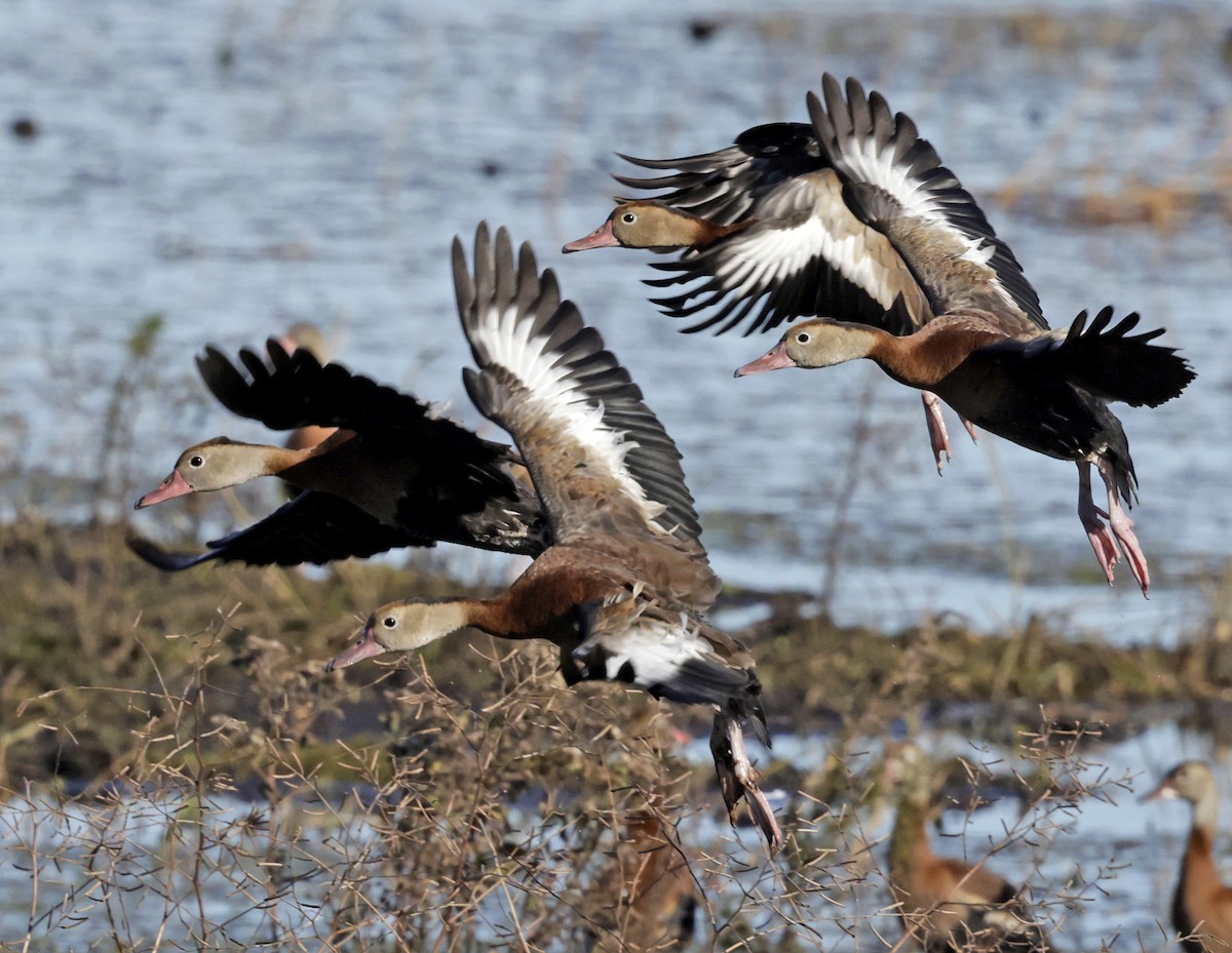 Black-bellied Whistling-Duck - ML627790735