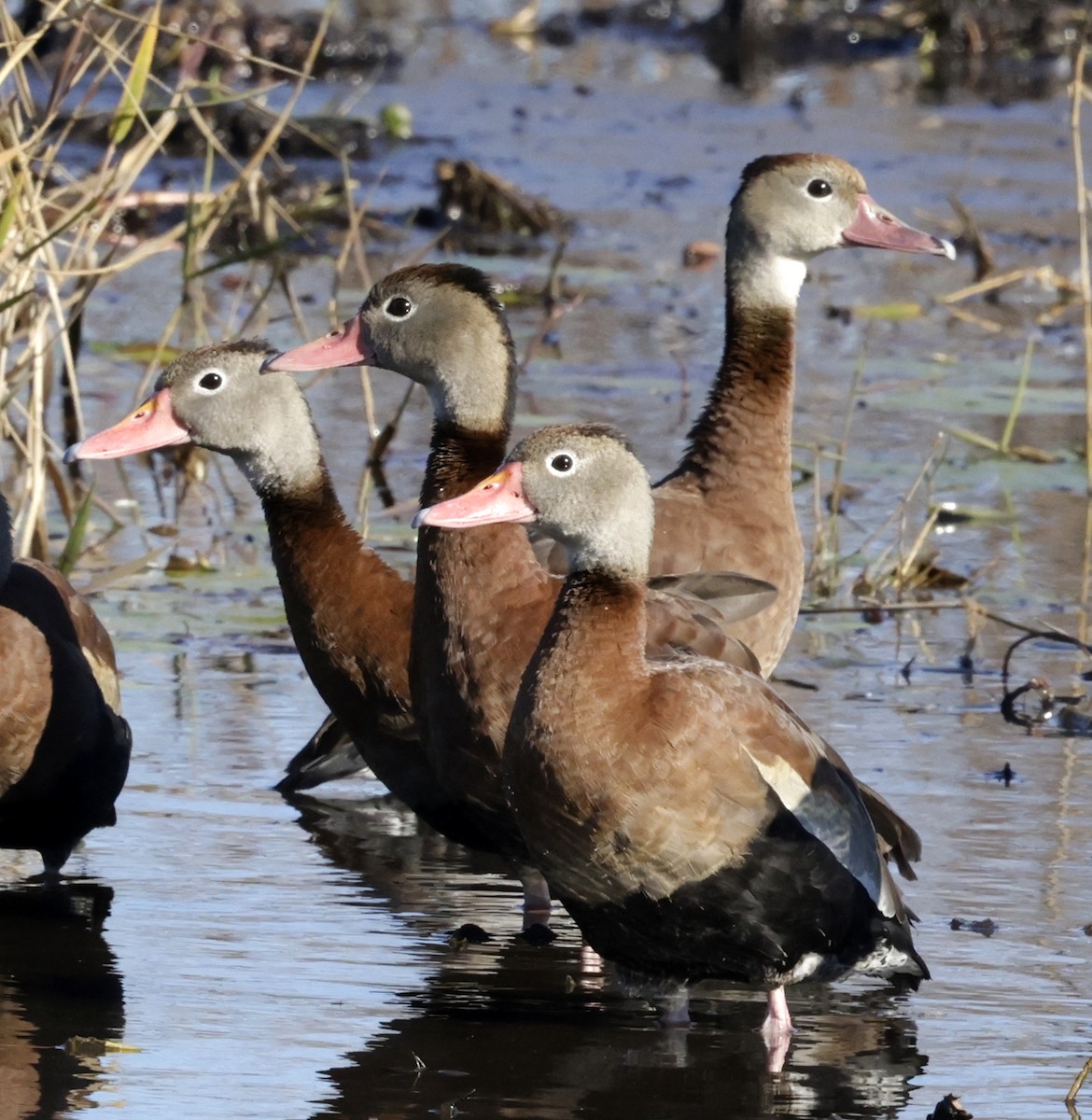 Black-bellied Whistling-Duck - ML627790736