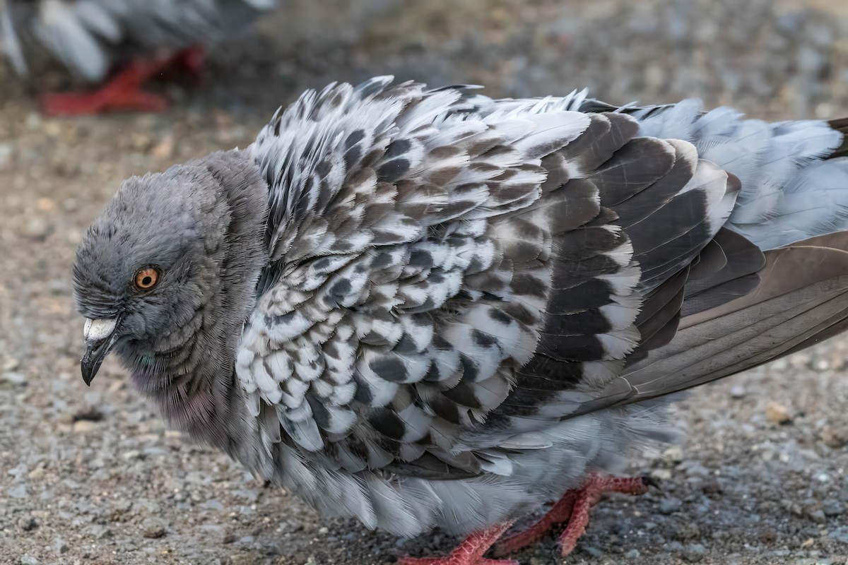 Rock Pigeon (Feral Pigeon) - ML627790792