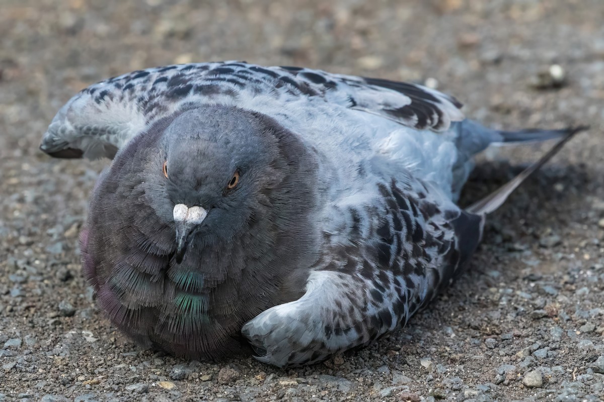 Rock Pigeon (Feral Pigeon) - ML627790793