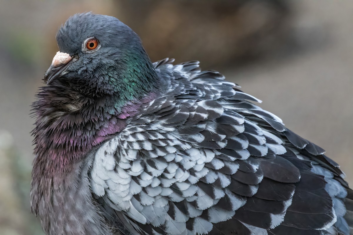 Rock Pigeon (Feral Pigeon) - ML627790794