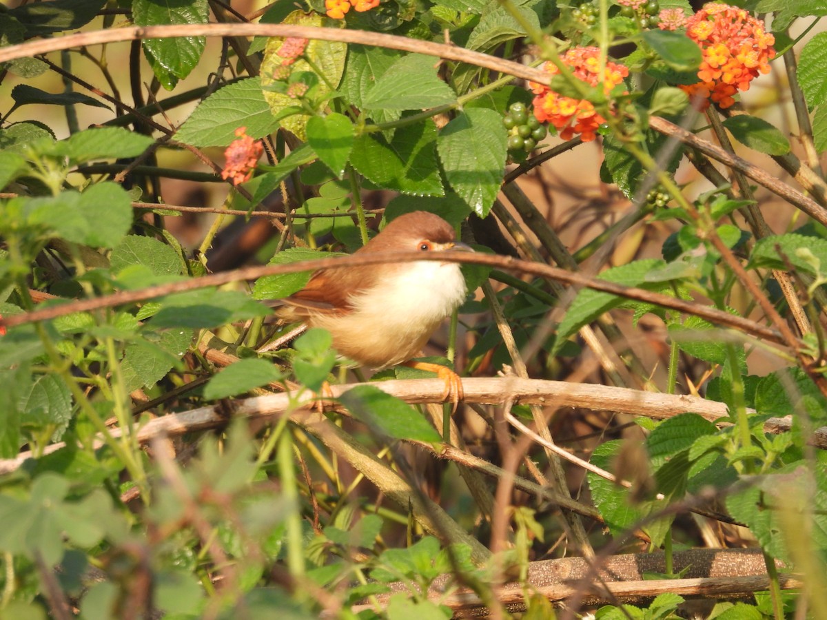 Yellow-eyed Babbler - ML627790799