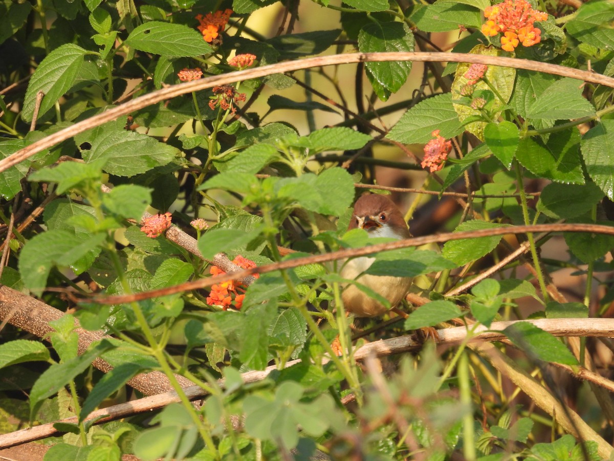 Yellow-eyed Babbler - ML627790800