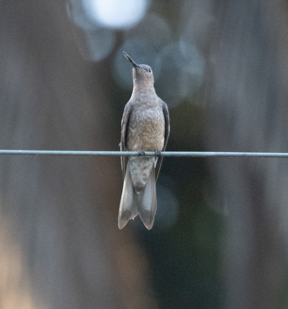 Colibri géant - ML627790806