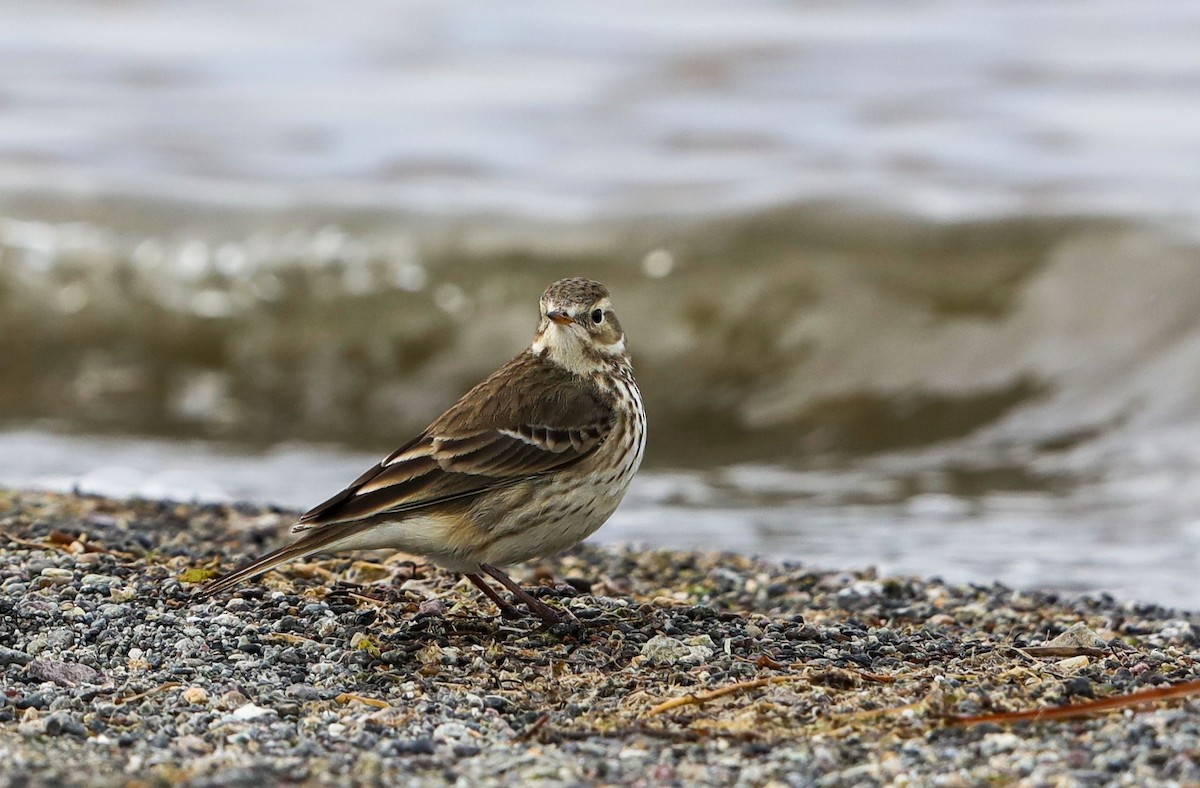 American Pipit - ML627790807