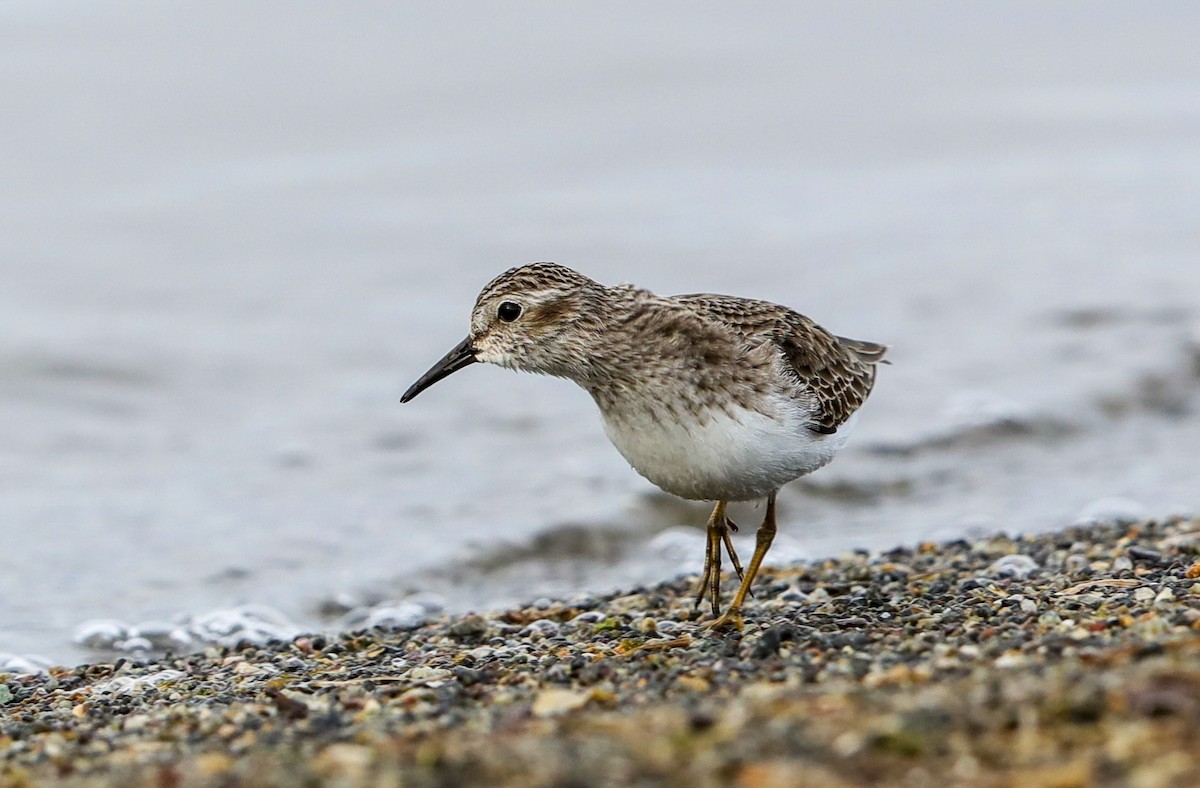 Least Sandpiper - ML627790813