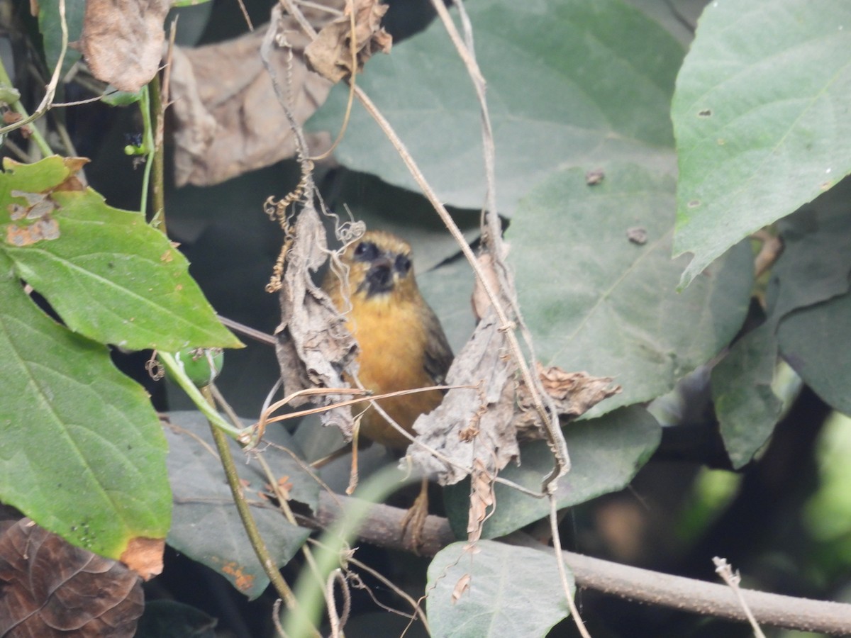 Black-chinned Babbler - ML627790829