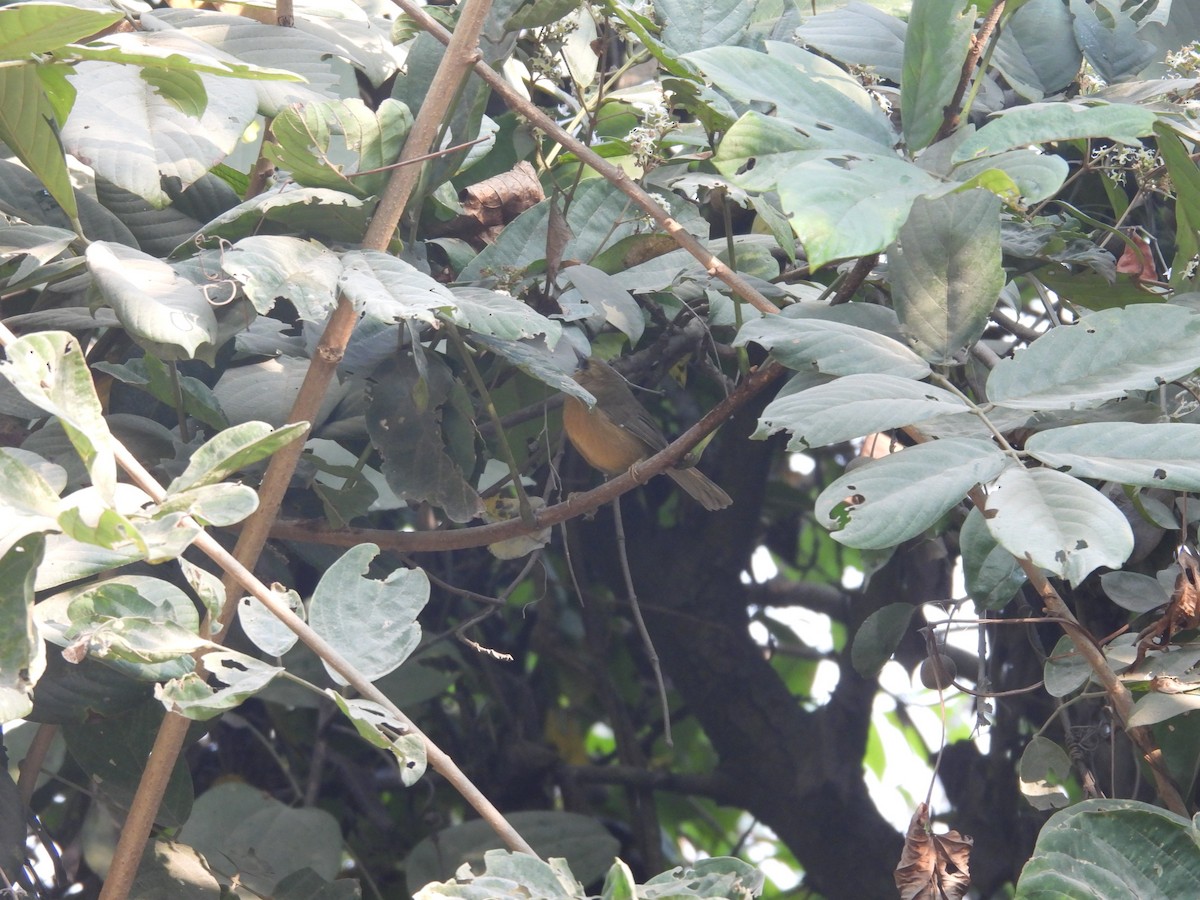 Black-chinned Babbler - ML627790830