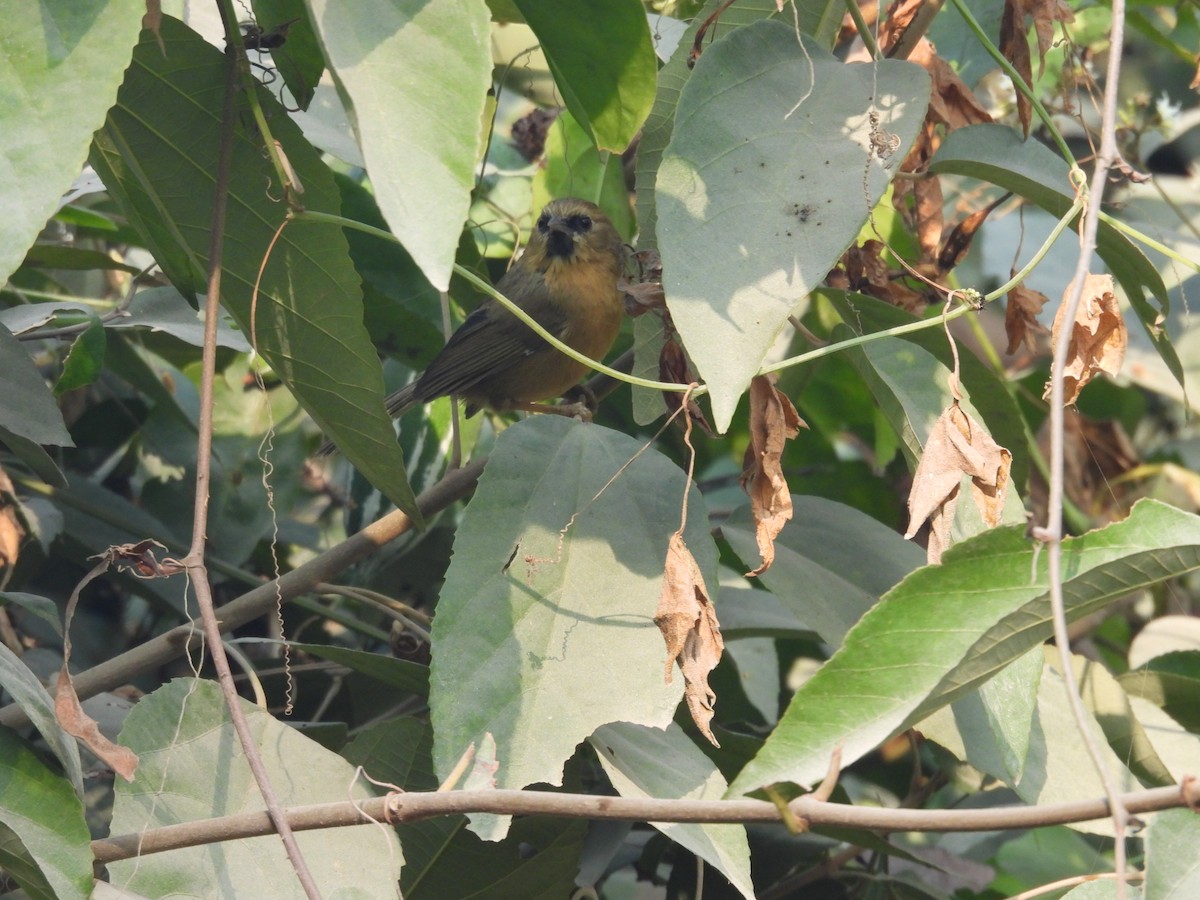 Black-chinned Babbler - ML627790831