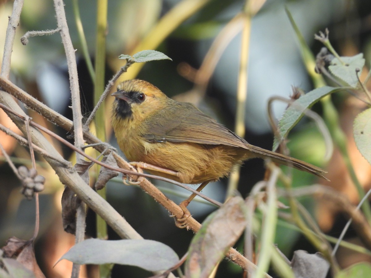 Black-chinned Babbler - ML627790832