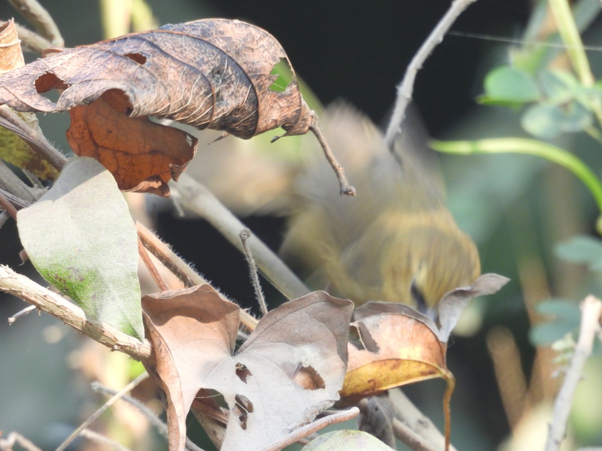 Black-chinned Babbler - ML627790833