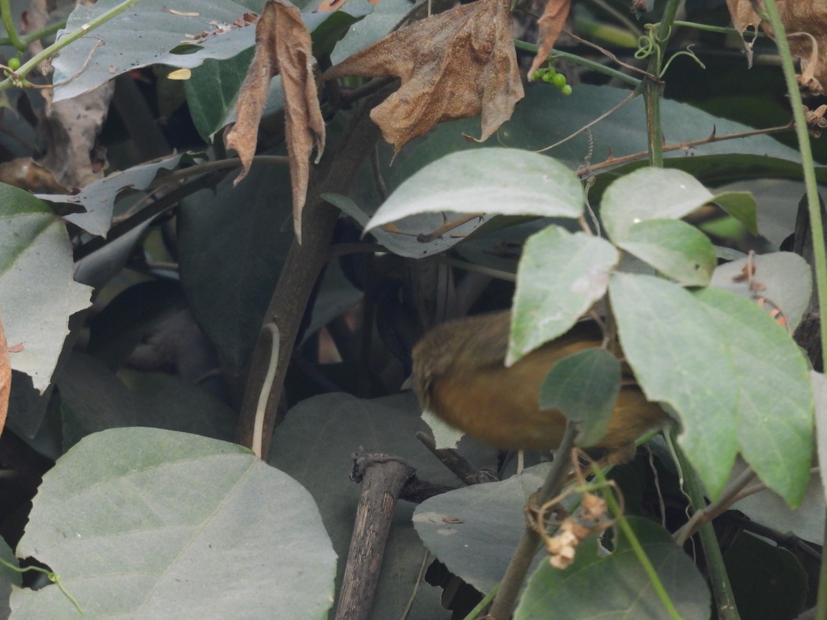 Black-chinned Babbler - ML627790834