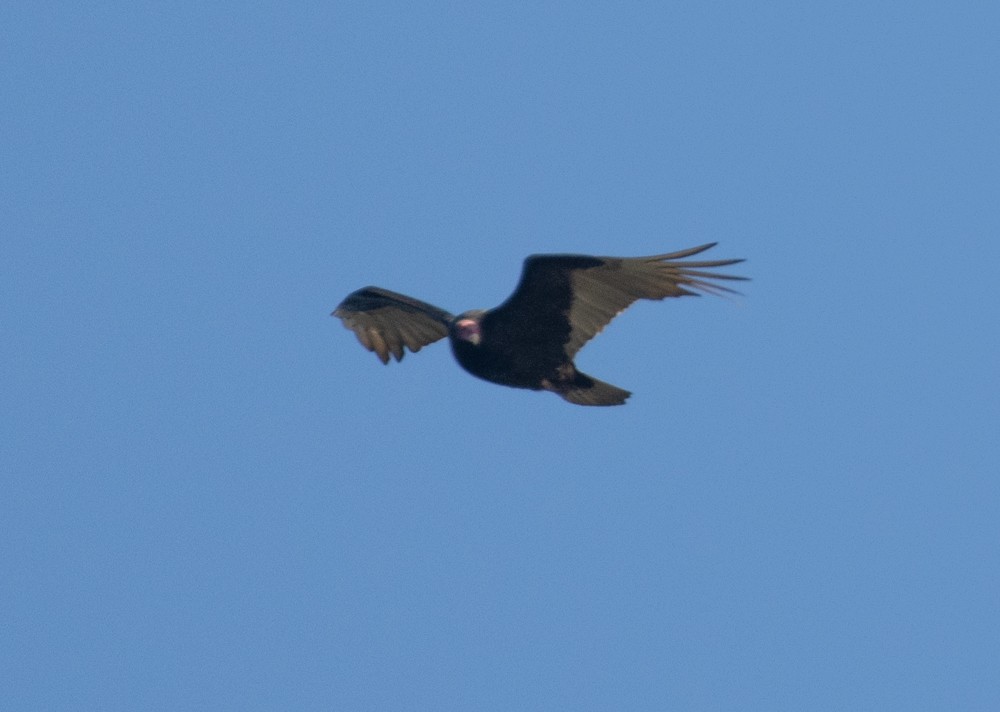 Turkey Vulture - ML627790856