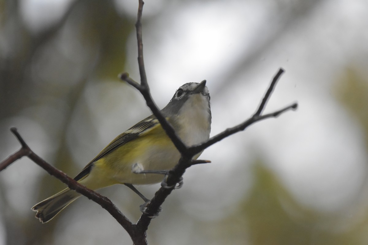 Blue-headed Vireo - ML627790867