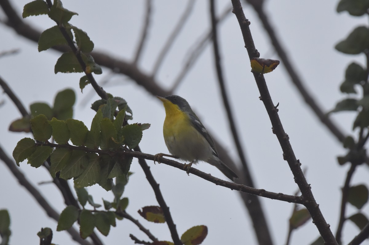 Tropical Parula - ML627790872