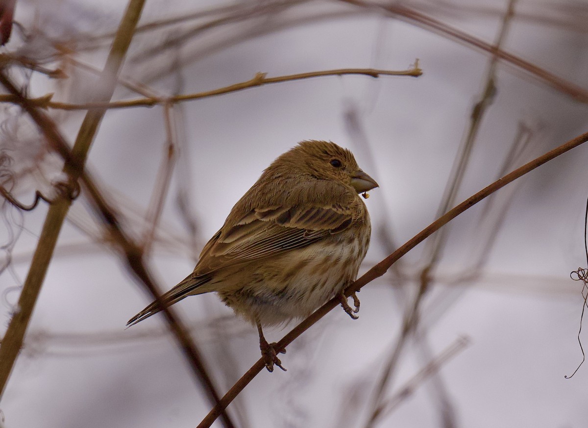 House Finch - ML627790904