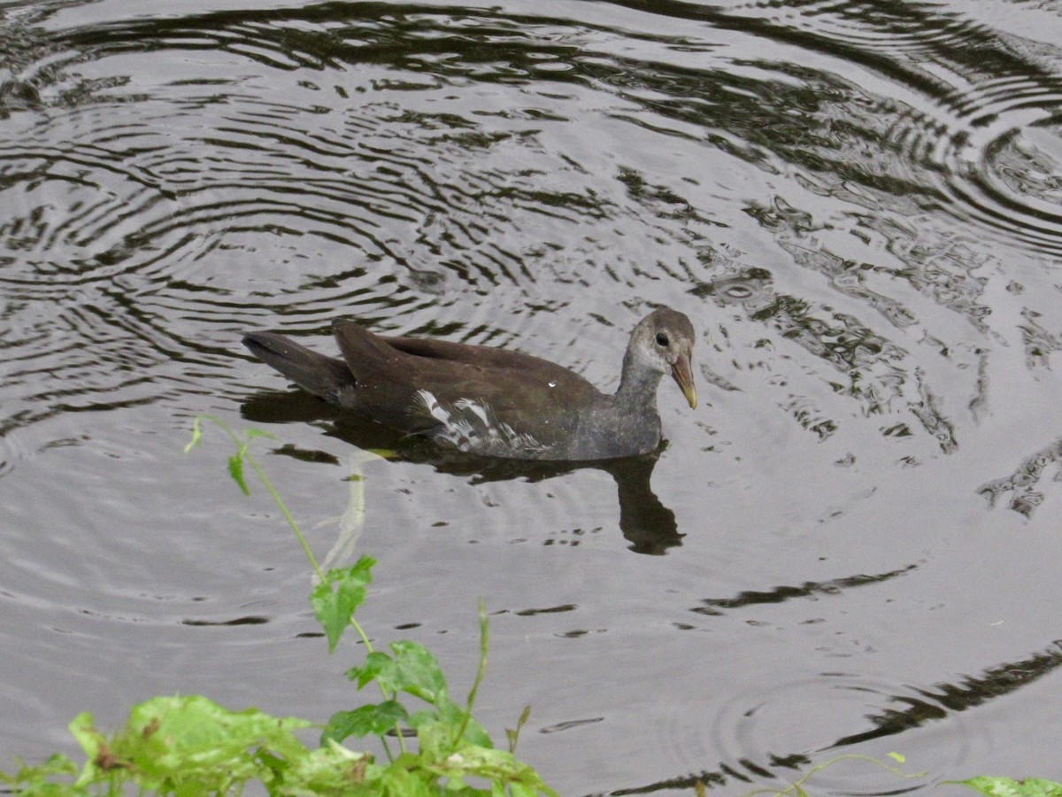 Common Gallinule - ML627790907