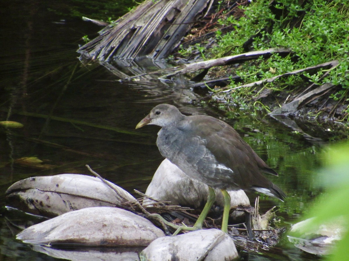 Common Gallinule - ML627790908