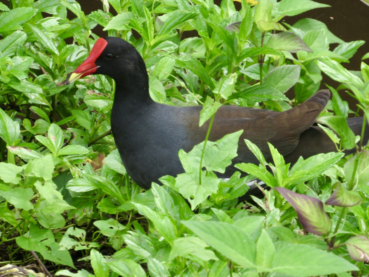 Common Gallinule - ML627790909