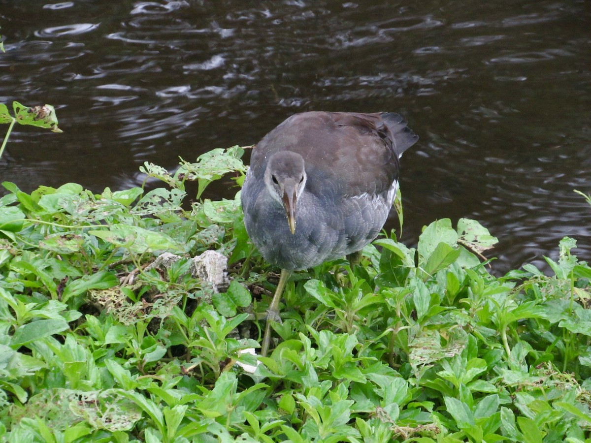 Common Gallinule - ML627790910