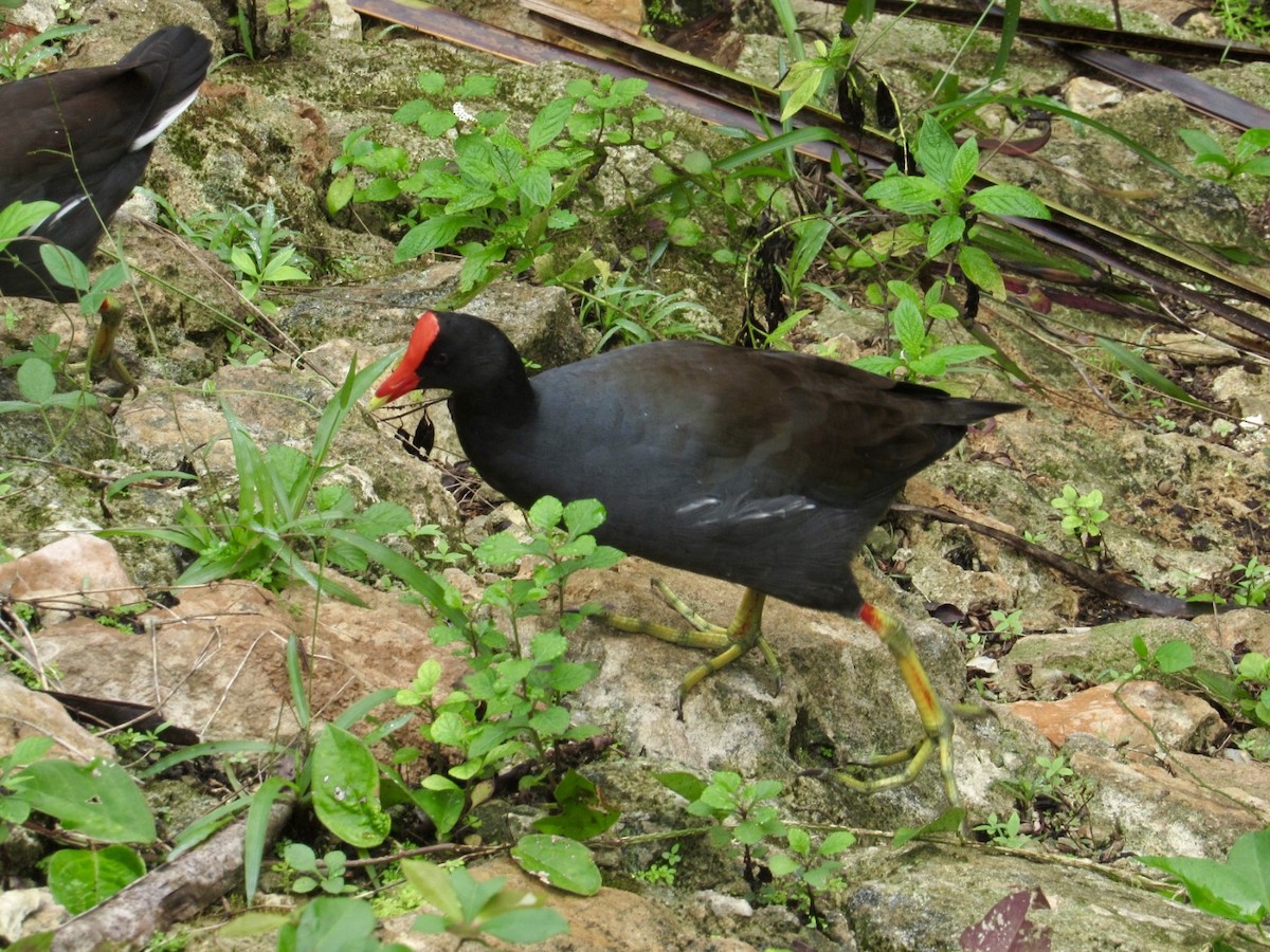 Common Gallinule - ML627790911