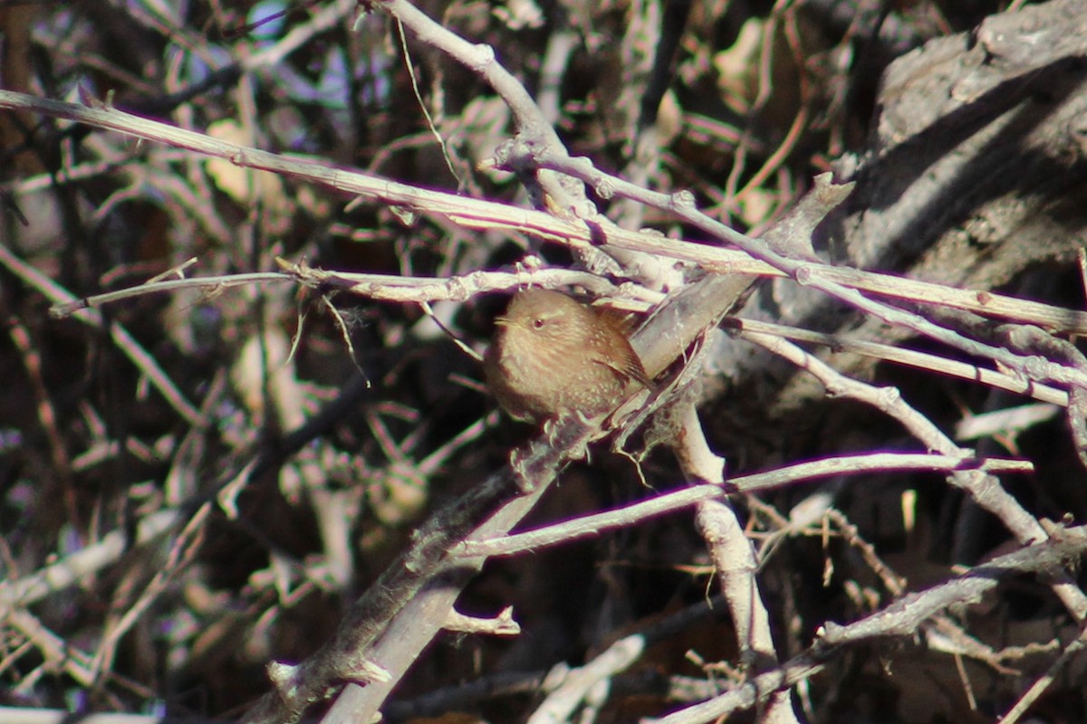 Winter Wren - ML627790917