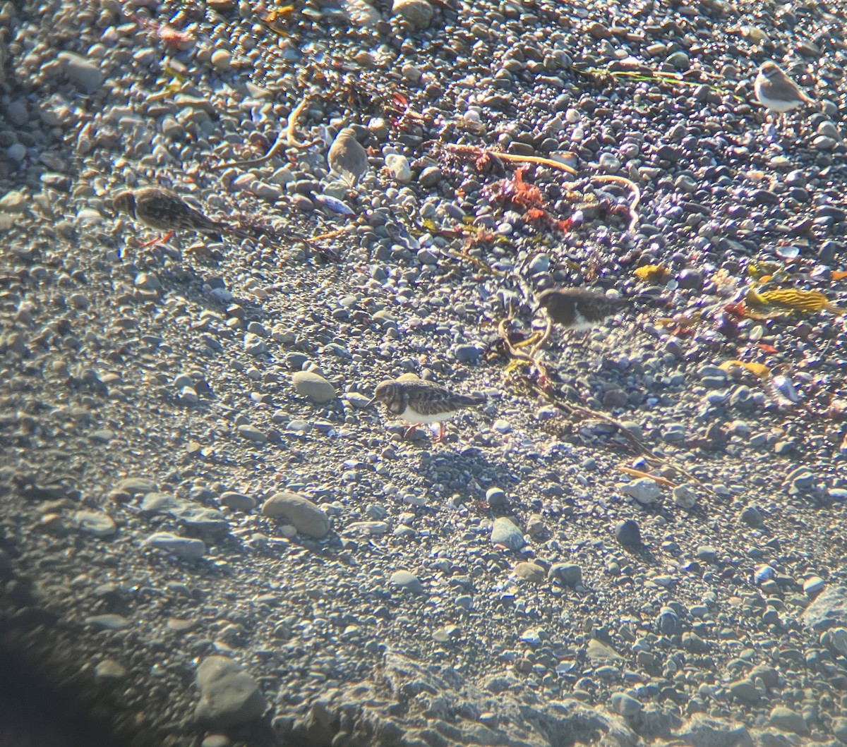 Voltapietre - ML627790933