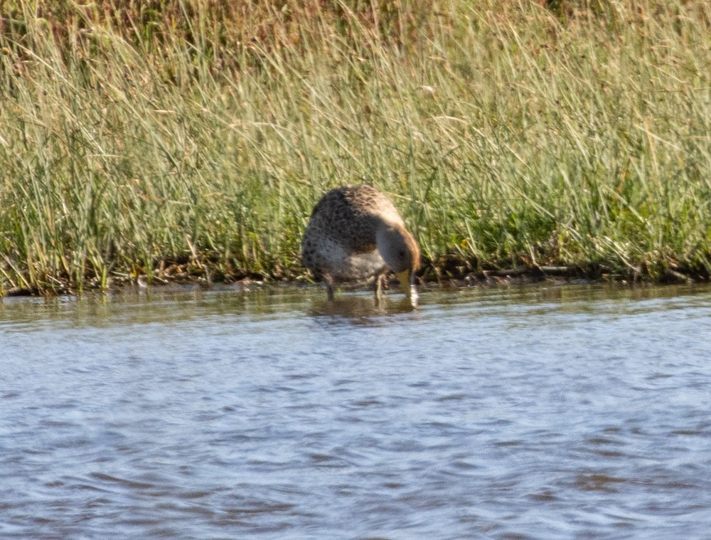 Yellow-billed Pintail - ML627790966