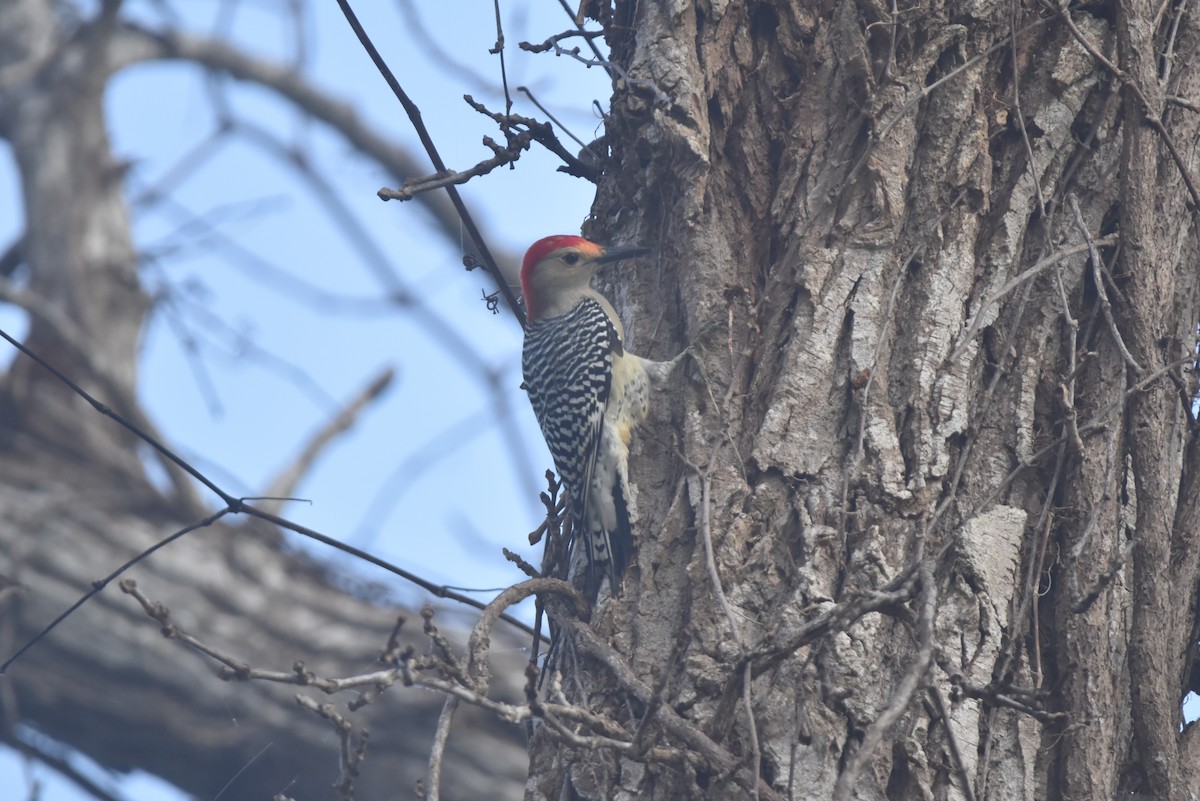 Red-bellied Woodpecker - ML627790979