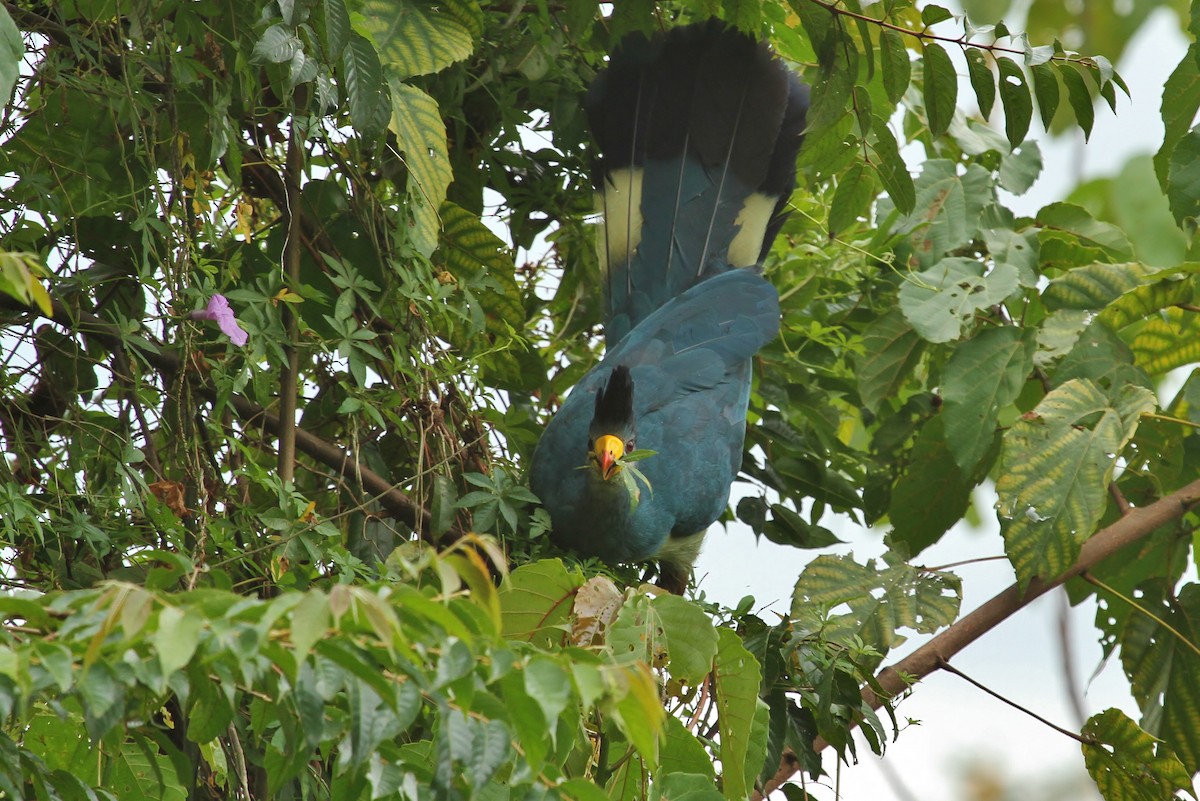 Great Blue Turaco - ML627791028