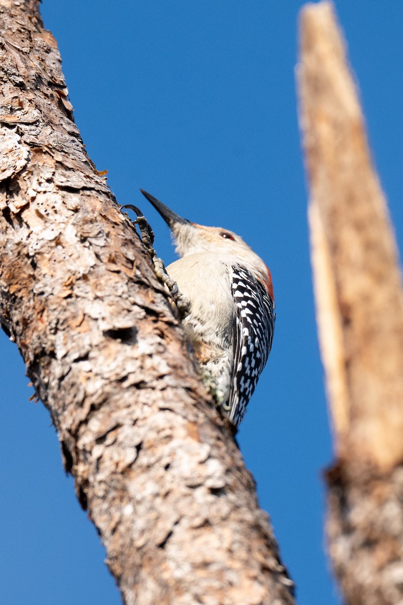 Red-bellied Woodpecker - ML627791035