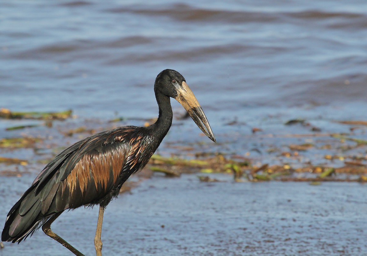 African Openbill - Scott Watson