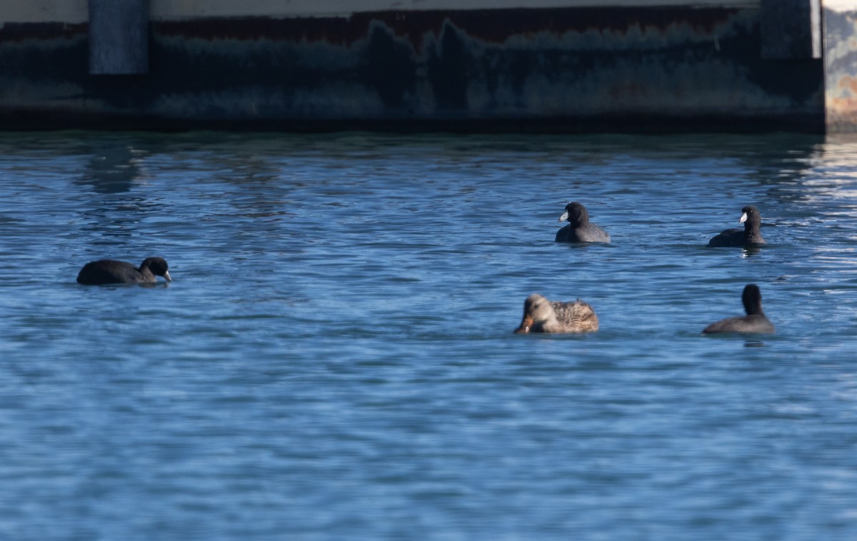 American Coot - ML627791123