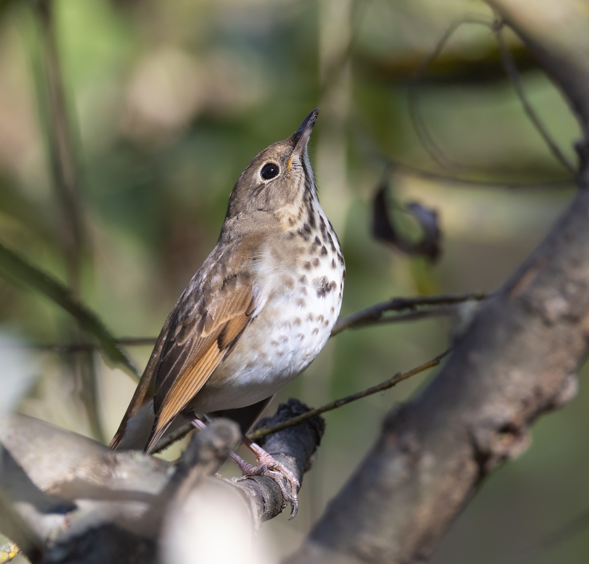 Hermit Thrush - ML627791130