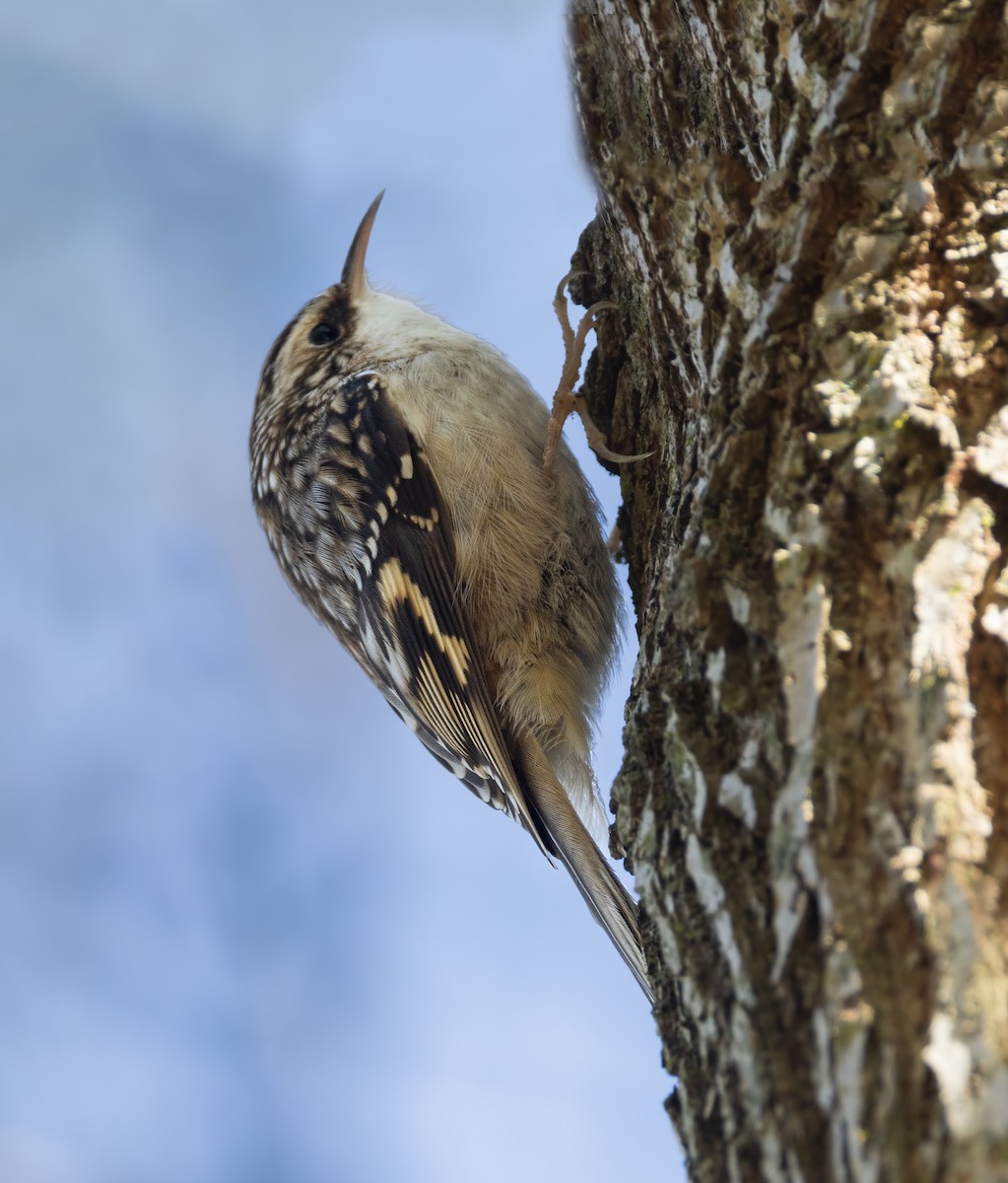 Brown Creeper - ML627791146