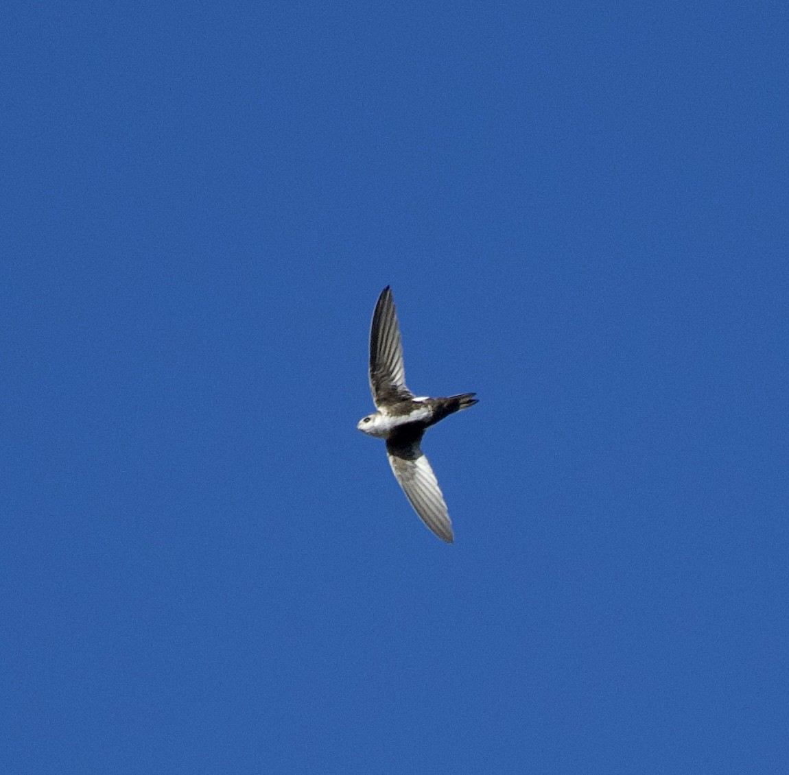 White-throated Swift - ML627791156