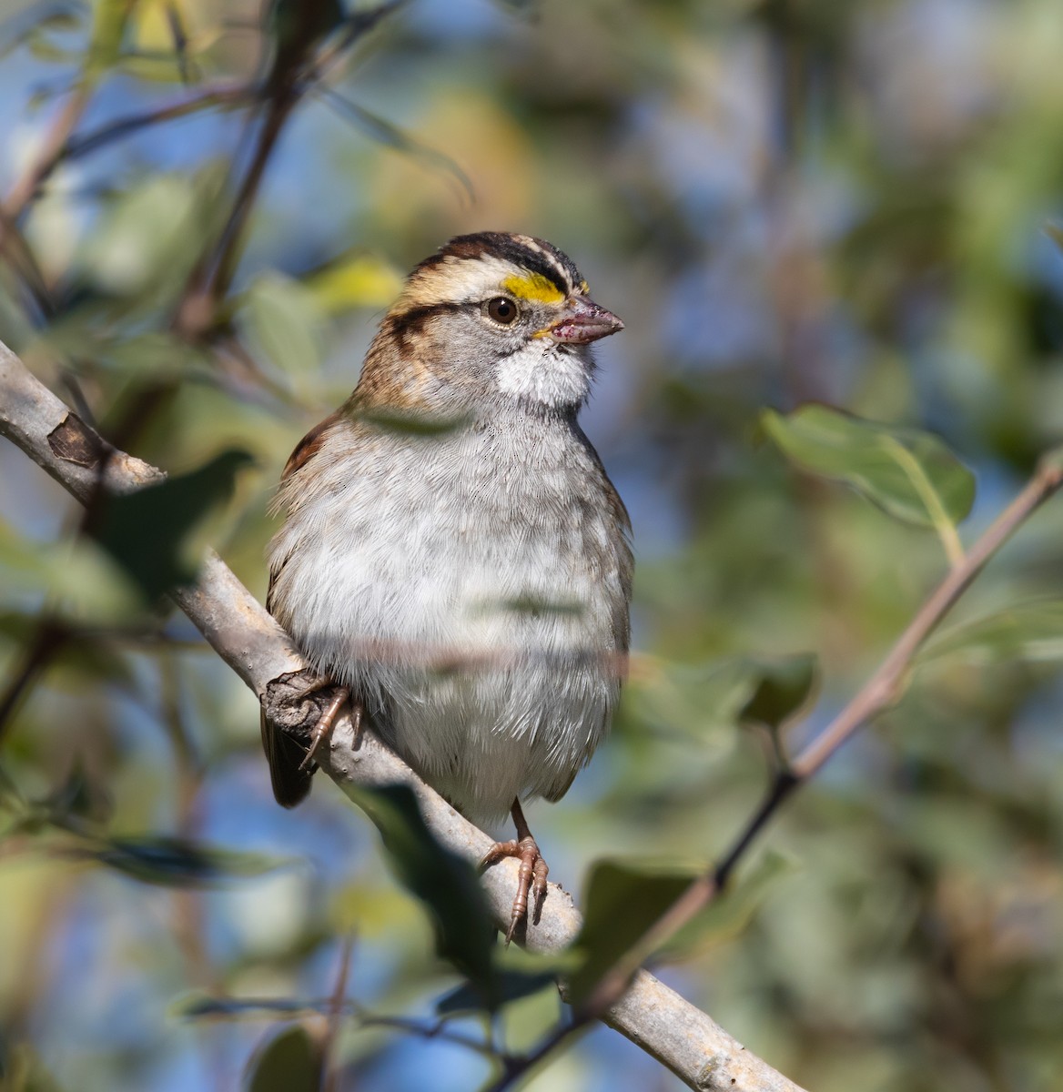 White-throated Sparrow - ML627791158