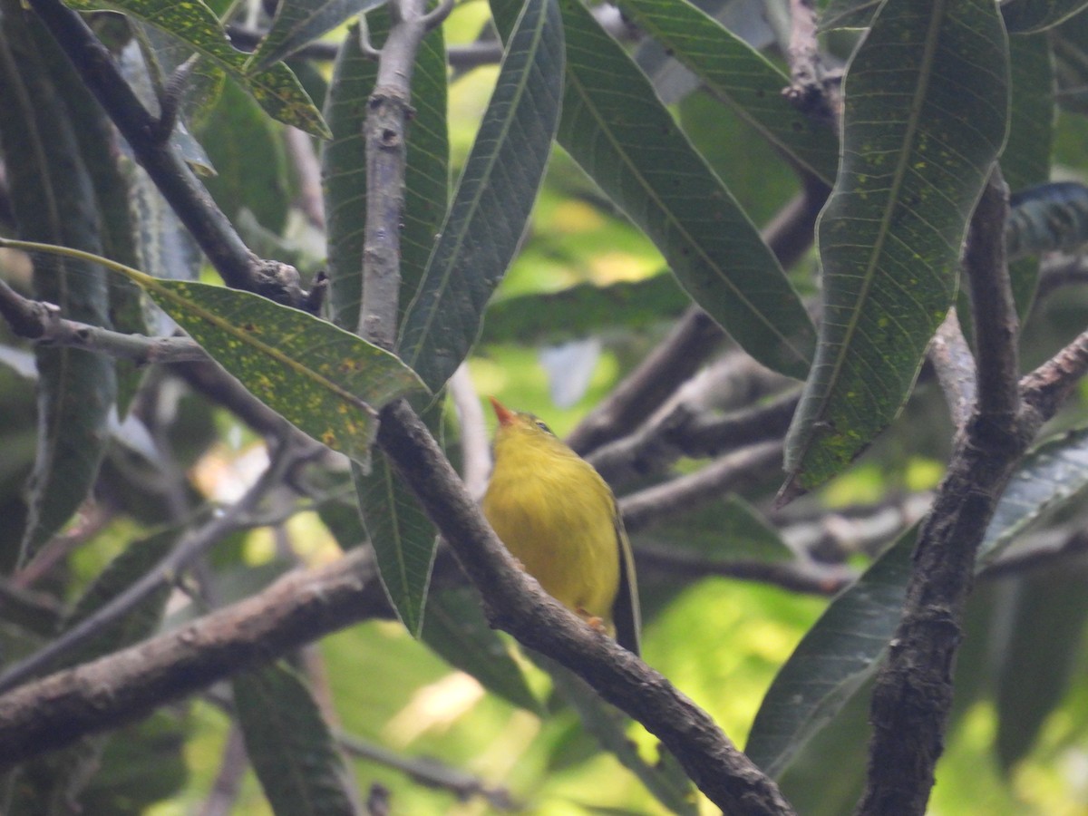 Whistler's Warbler - ML627791178