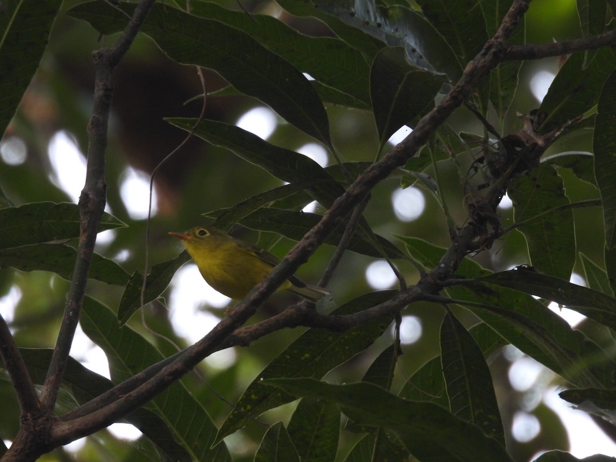 Whistler's Warbler - ML627791179