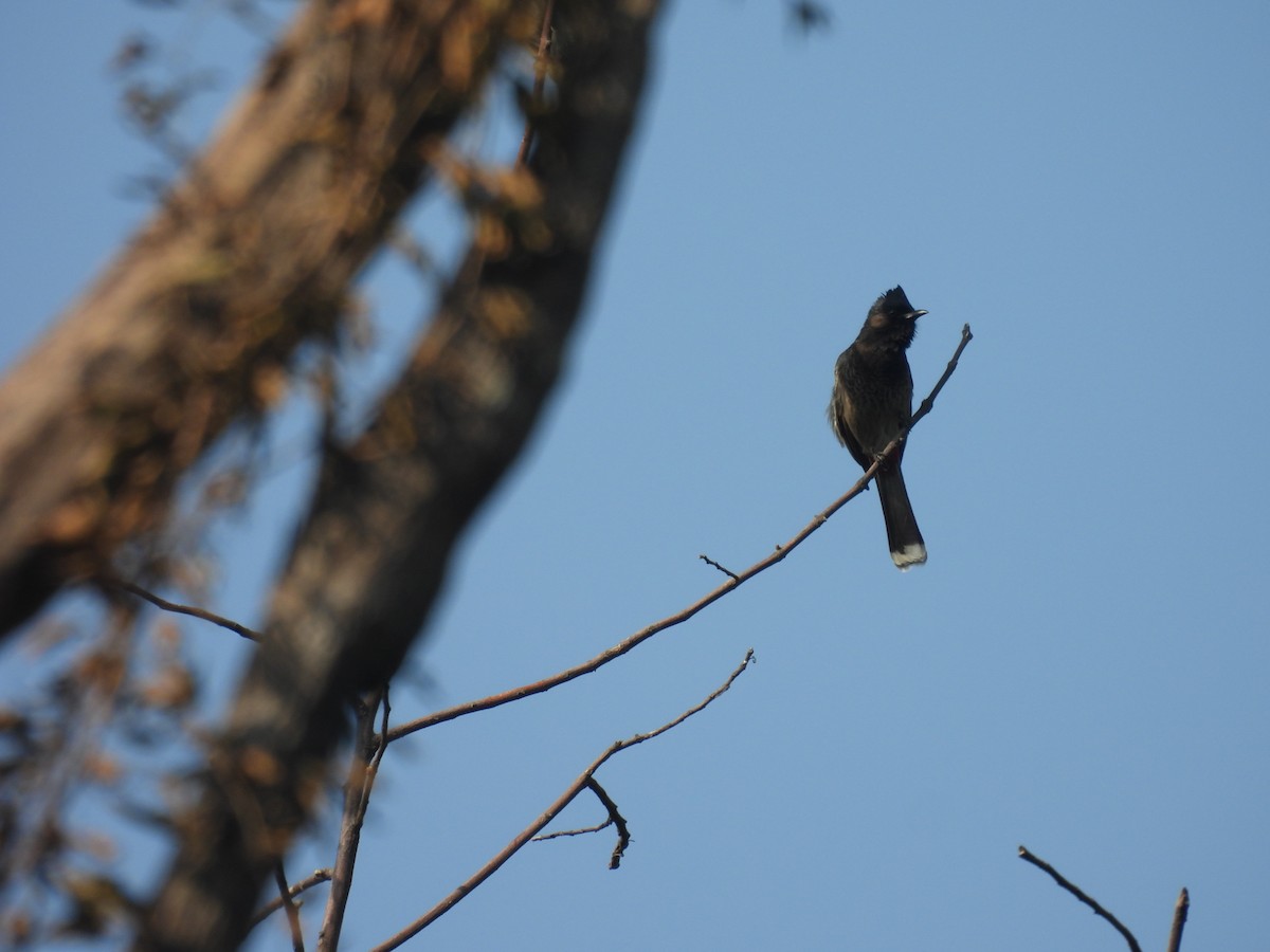 Red-vented Bulbul - ML627791193