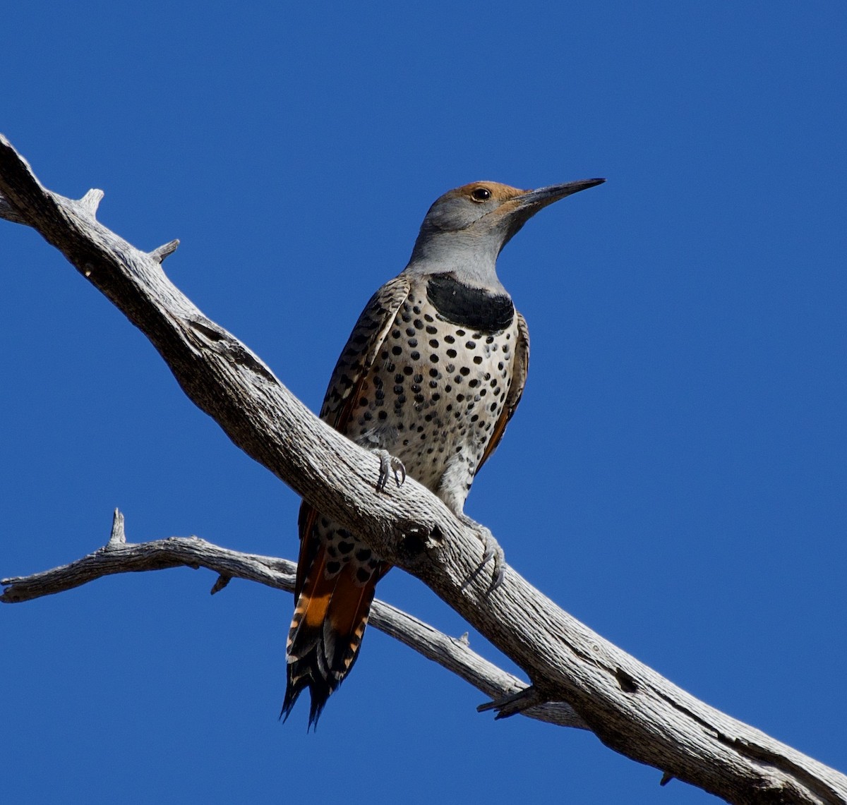 Northern Flicker (Red-shafted) - ML627791197