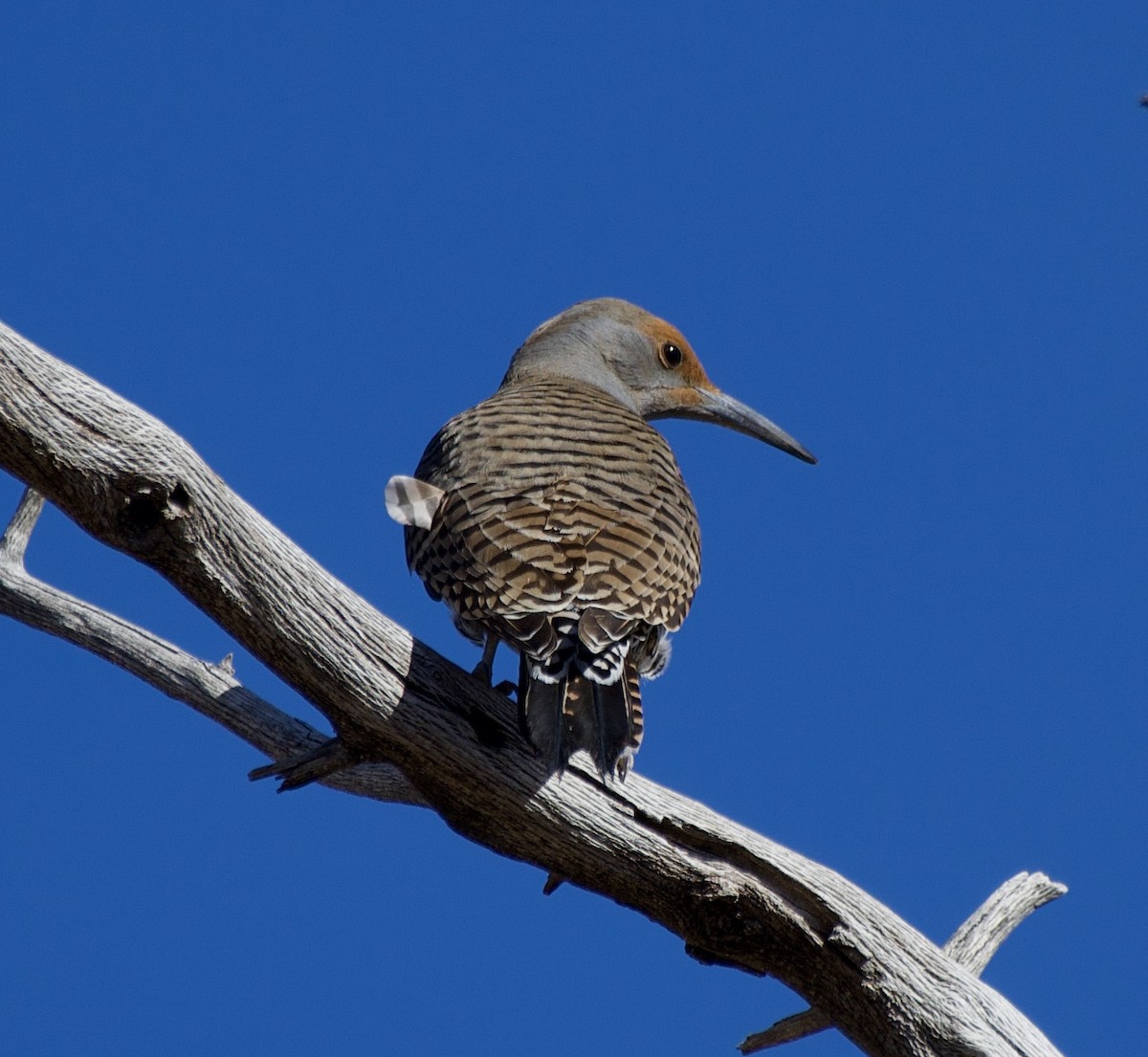 Northern Flicker (Red-shafted) - ML627791200