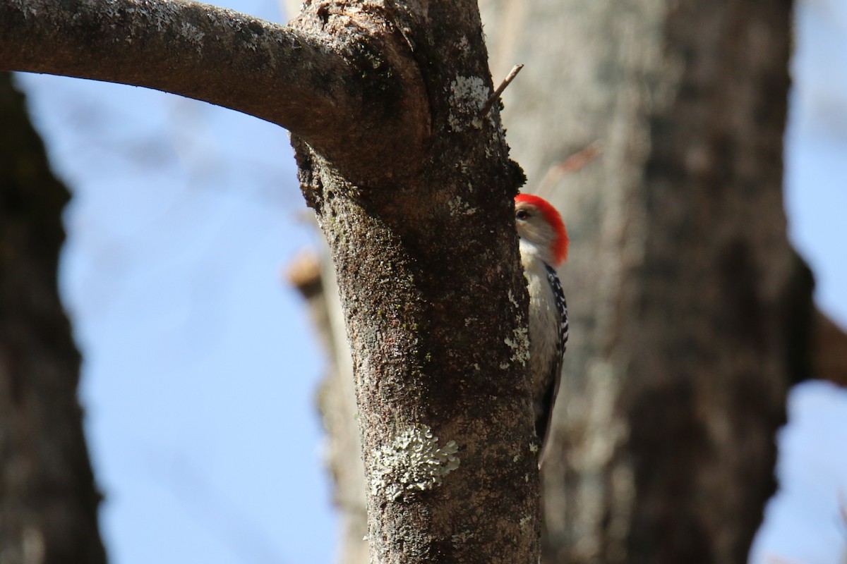 Red-bellied Woodpecker - ML627791211