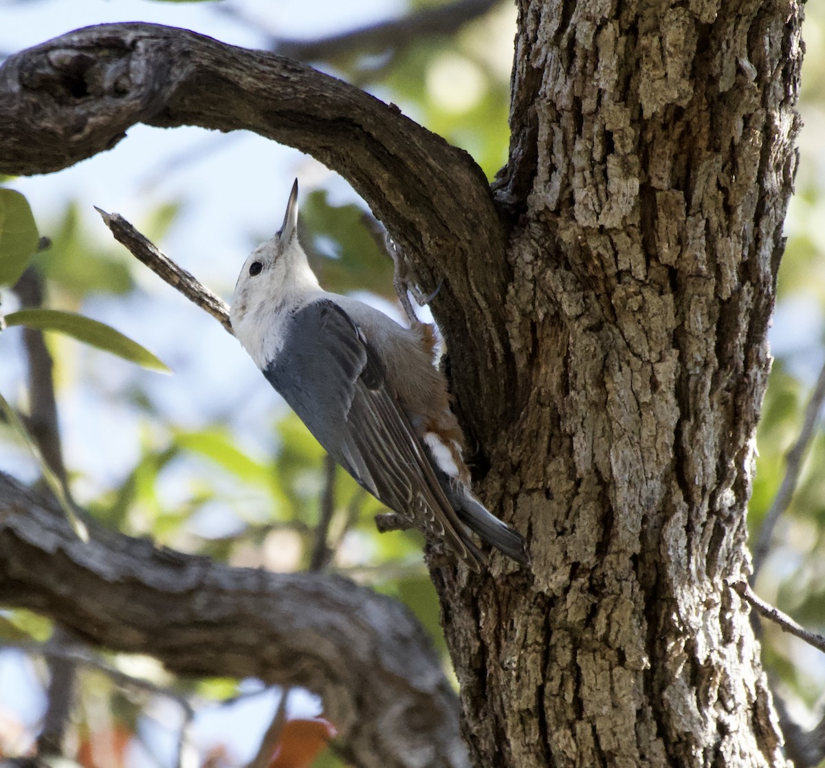 White-breasted Nuthatch (Interior West) - ML627791225