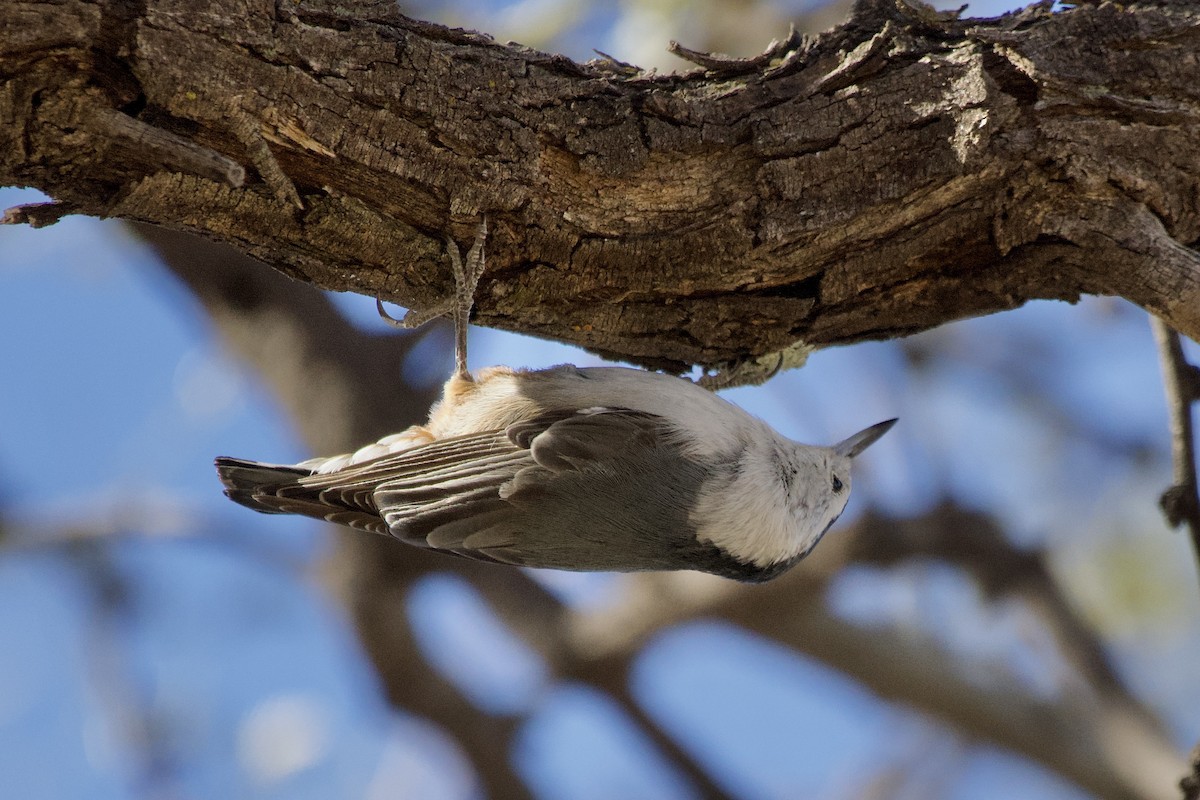 White-breasted Nuthatch (Interior West) - ML627791232