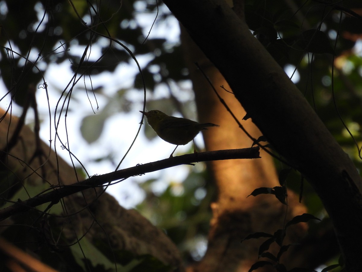 Whistler's Warbler - ML627791239