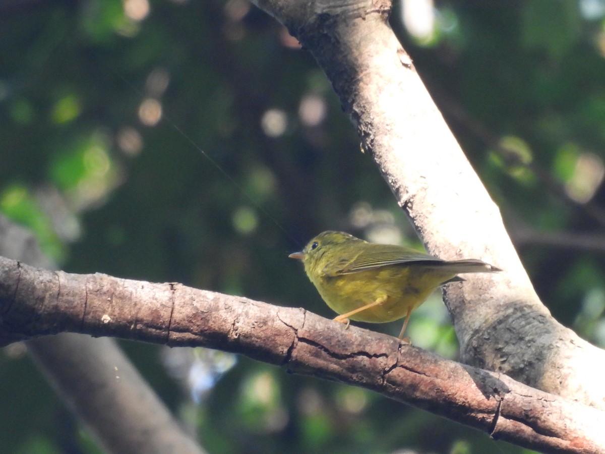 Whistler's Warbler - ML627791240