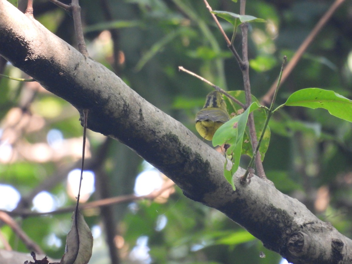 Whistler's Warbler - ML627791241