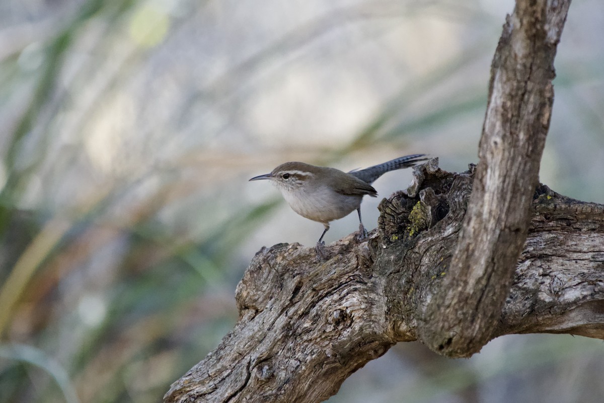 Bewick's Wren - ML627791259