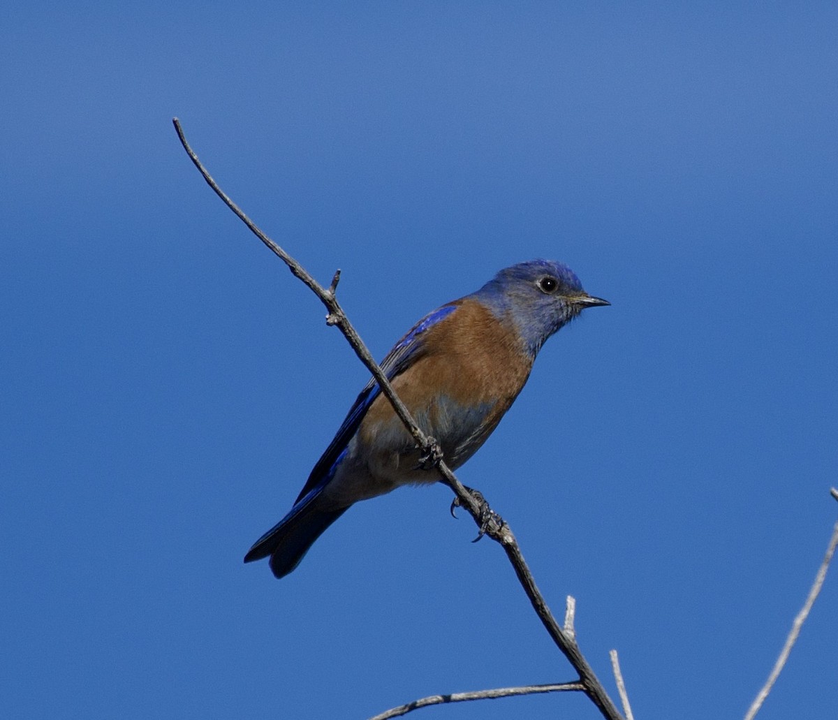 Western Bluebird - ML627791273